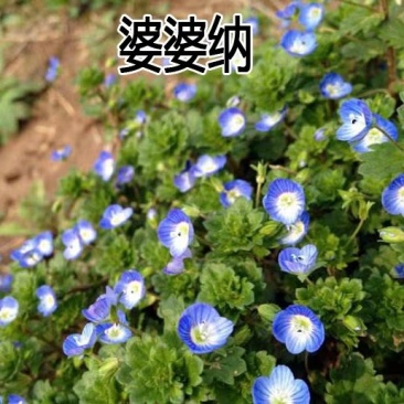 婆婆纳种子花草花籽易种家庭院室内阳台种盆栽花卉