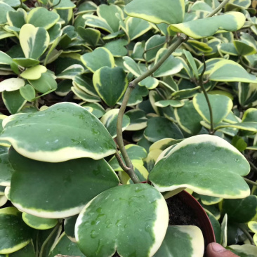 多肉植物一片心金边心叶球兰批发视屏看货质量保证