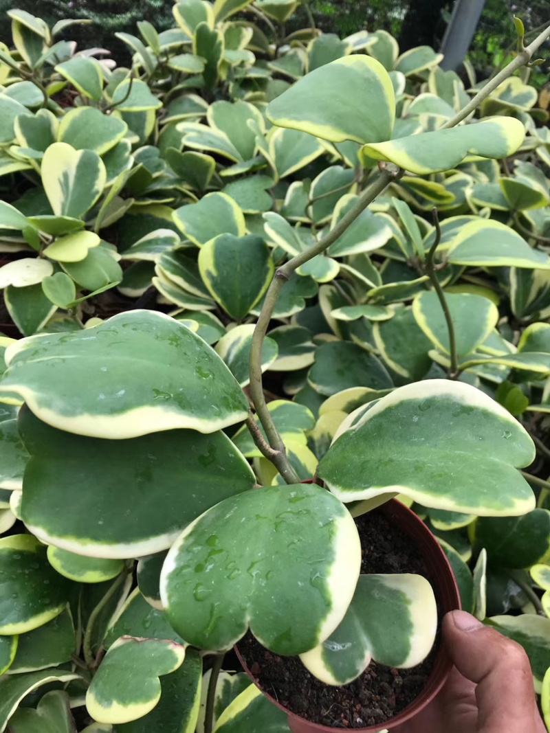 多肉植物一片心金边心叶球兰批发视屏看货质量保证