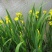 黄菖蒲花苗水生植物花卉黄鸢尾湿地绿化水栽地栽工程绿化香蒲