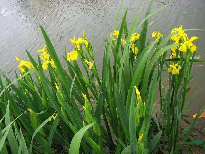 黄菖蒲花苗水生植物花卉黄鸢尾湿地绿化水栽地栽工程绿化香蒲