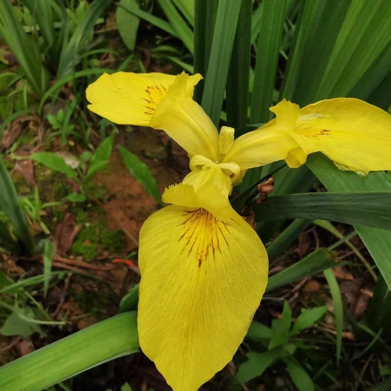 黄菖蒲花苗水生植物花卉黄鸢尾湿地绿化水栽地栽工程绿化香蒲