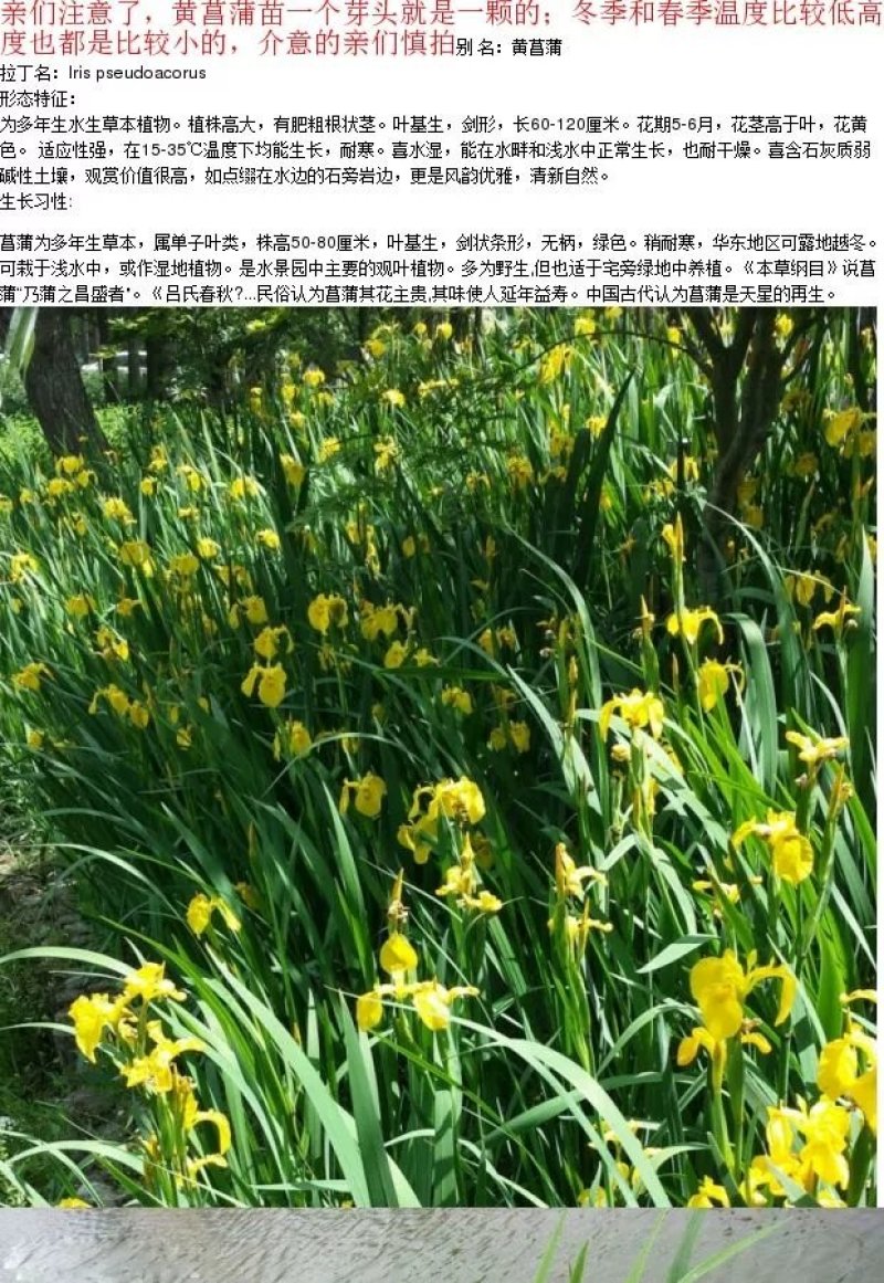 黄菖蒲花苗水生植物花卉黄鸢尾湿地绿化水栽地栽工程绿化香蒲