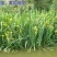黄菖蒲花苗水生植物花卉黄鸢尾湿地绿化水栽地栽工程绿化香蒲