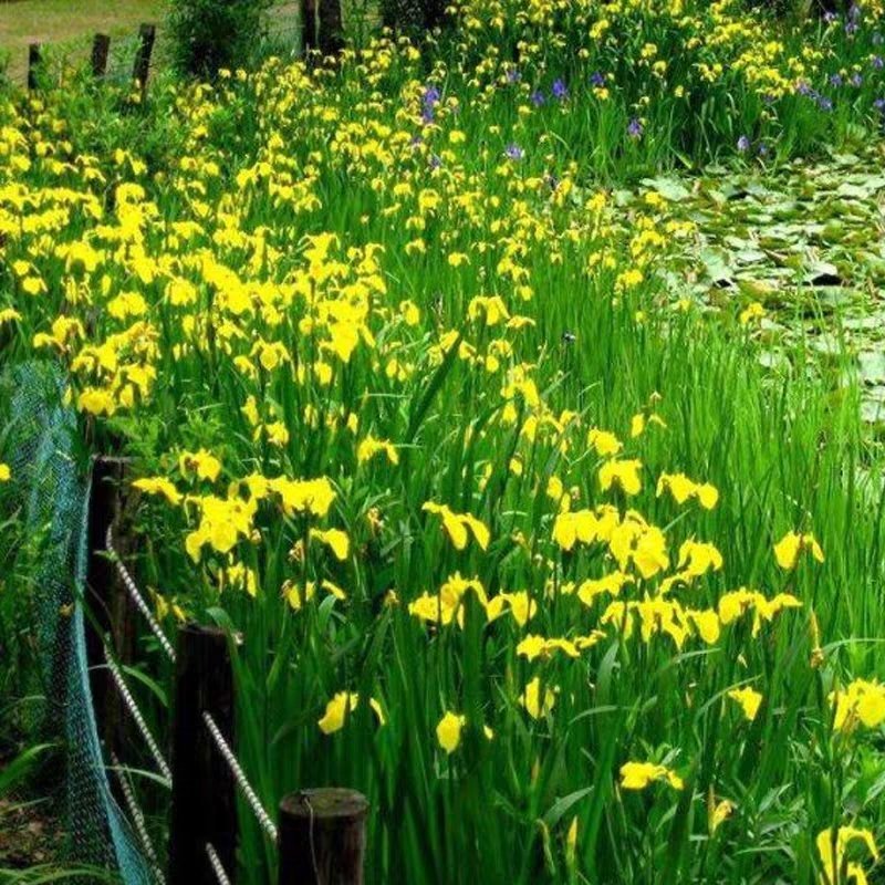 黄菖蒲花苗水生植物花卉黄鸢尾湿地绿化水栽地栽工程绿化香蒲