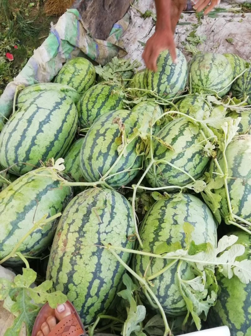 【冠龙西瓜】花皮长瓜河南西瓜不报虚价植苗