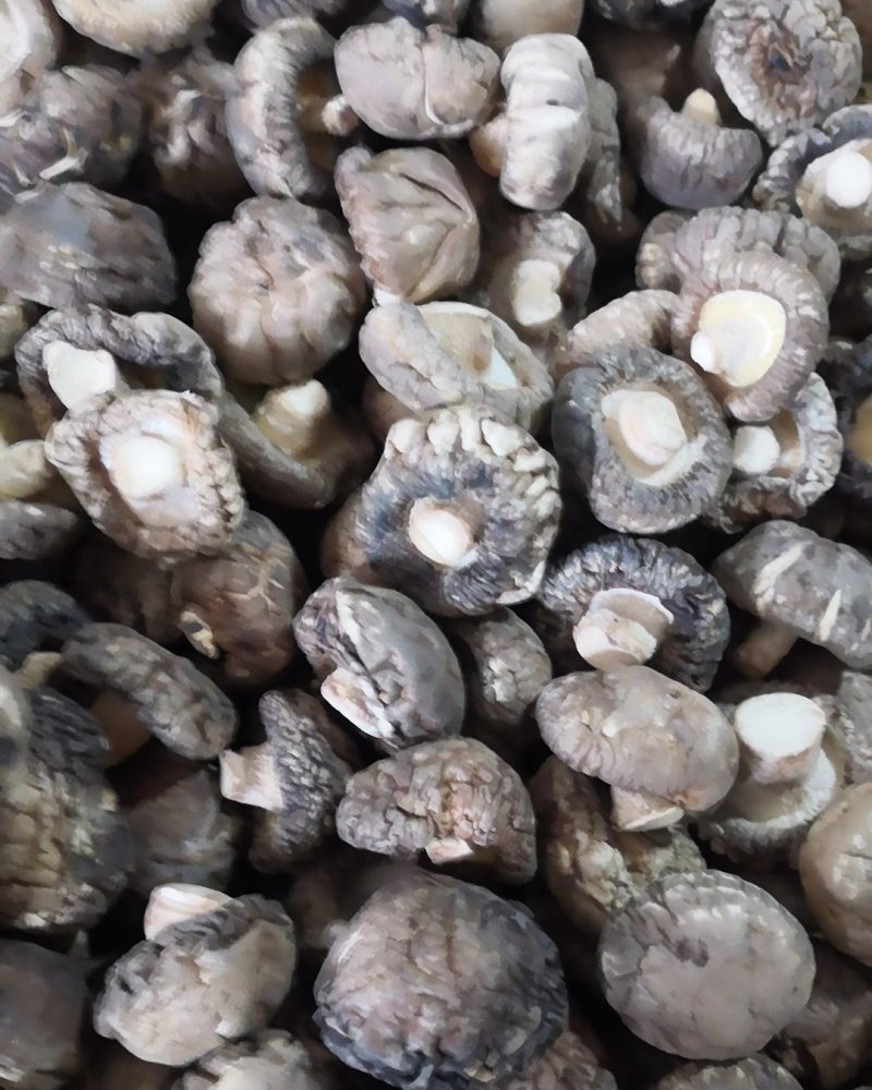南阳春栽冬菇3.0优选特级面菇干香菇/产地直发/可一件代发
