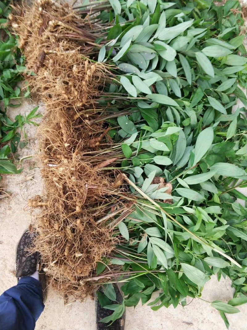 黄精种芽产地直销视频看货提供技术指导