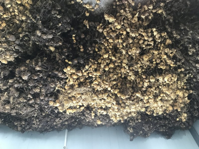 黄精种芽产地直销视频看货提供技术指导