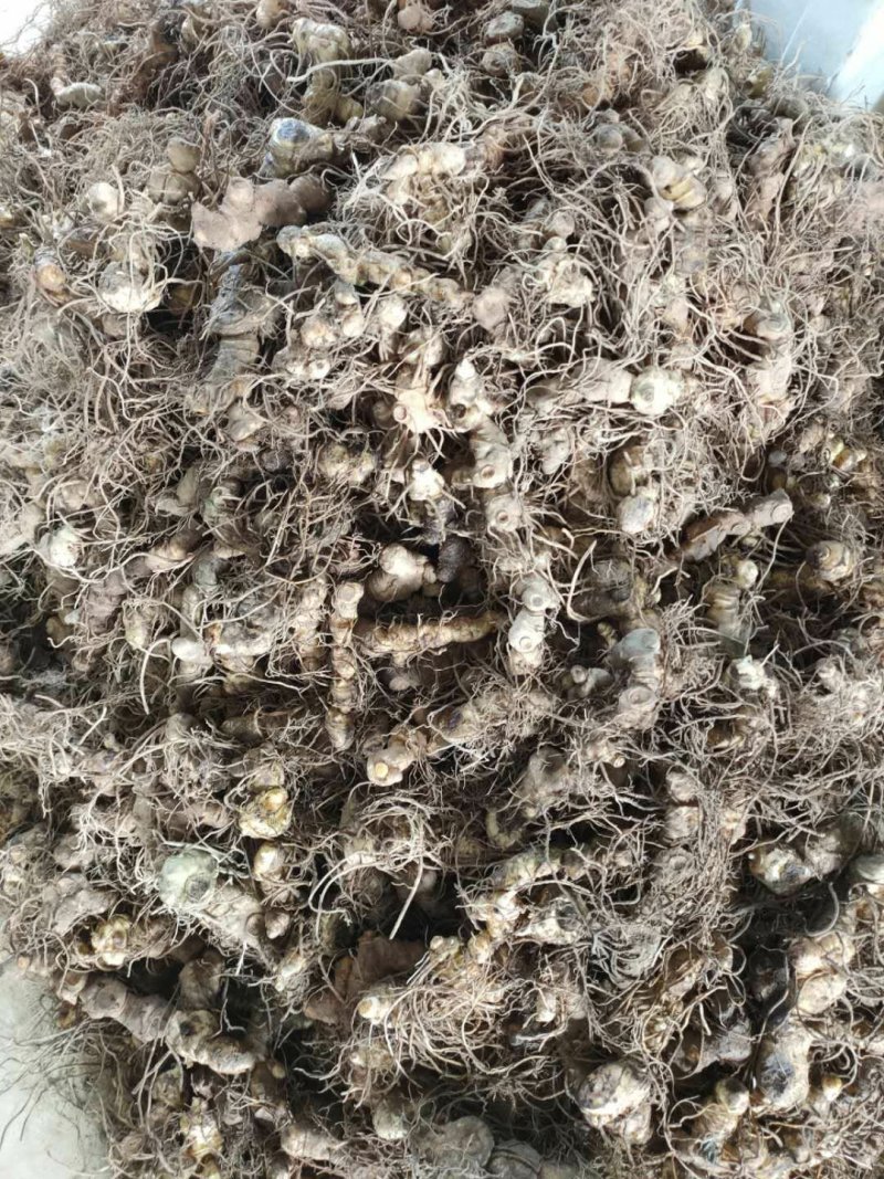 黄精种芽产地直销视频看货提供技术指导