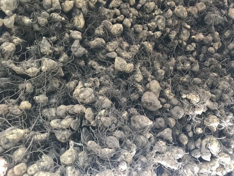 黄精种芽产地直销视频看货提供技术指导