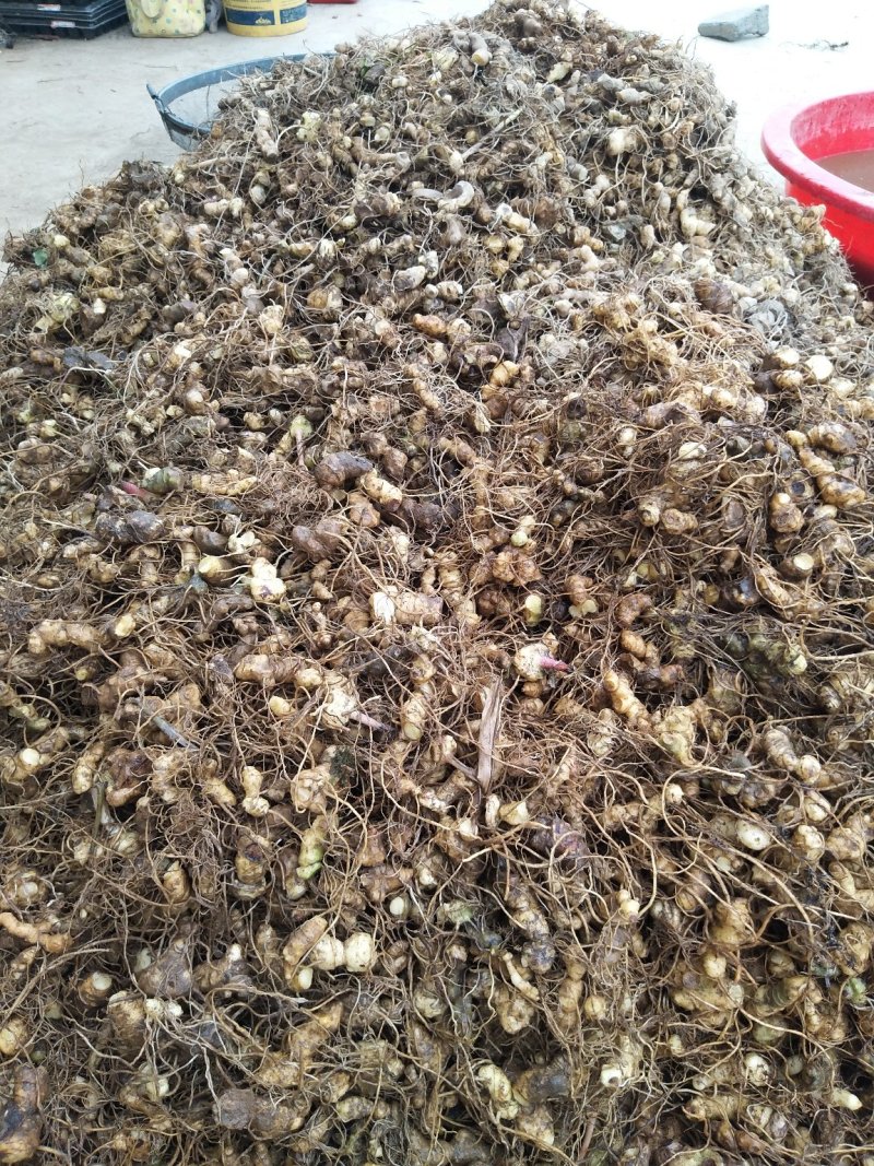 黄精种芽产地直销视频看货提供技术指导