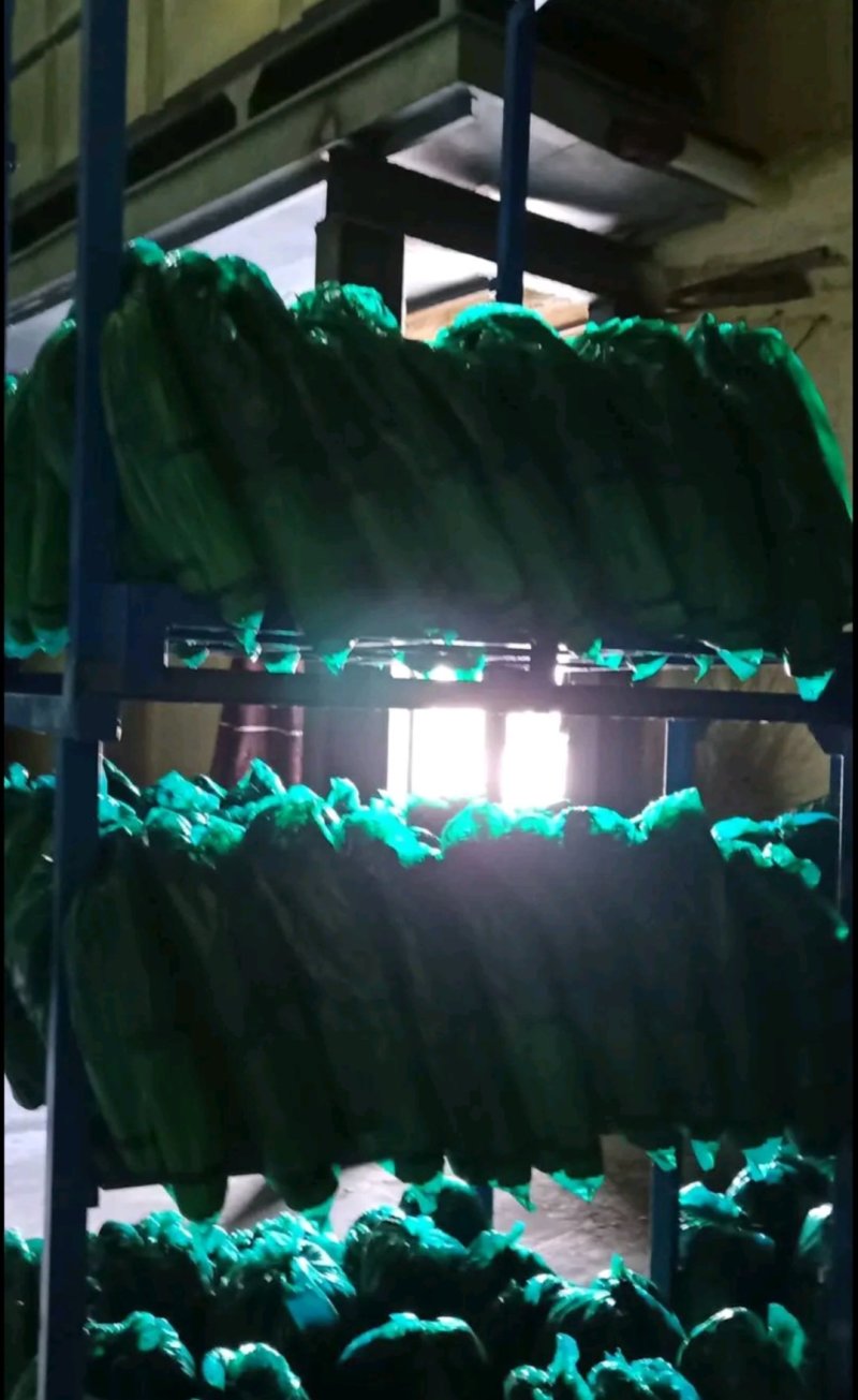 邳州精品小把大把蒜薹邳州精品小把大把蒜薹