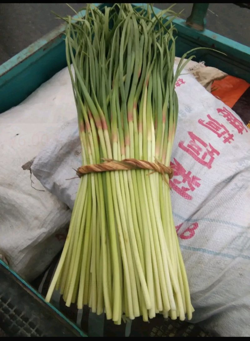 邳州精品小把大把蒜薹邳州精品小把大把蒜薹
