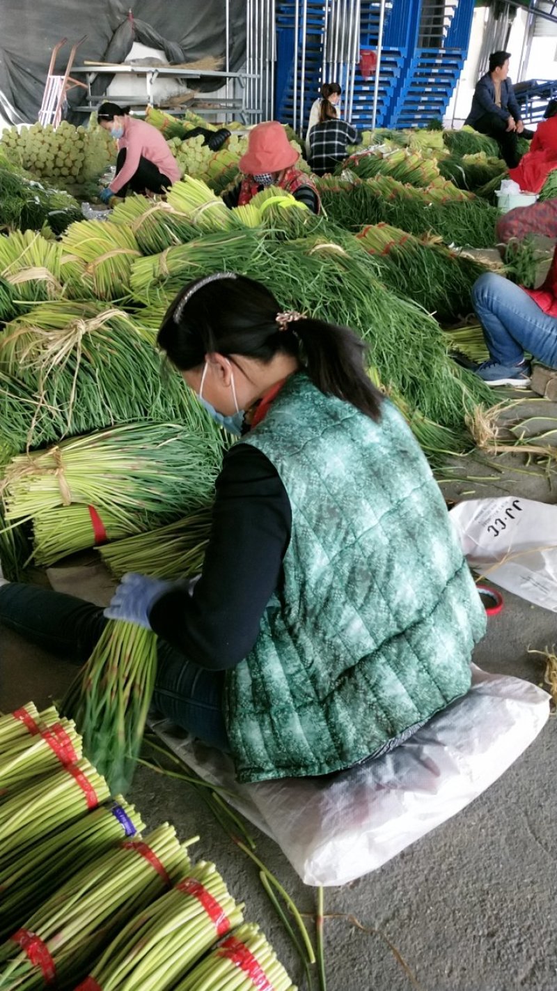 邳州精品小把大把蒜薹邳州精品小把大把蒜薹
