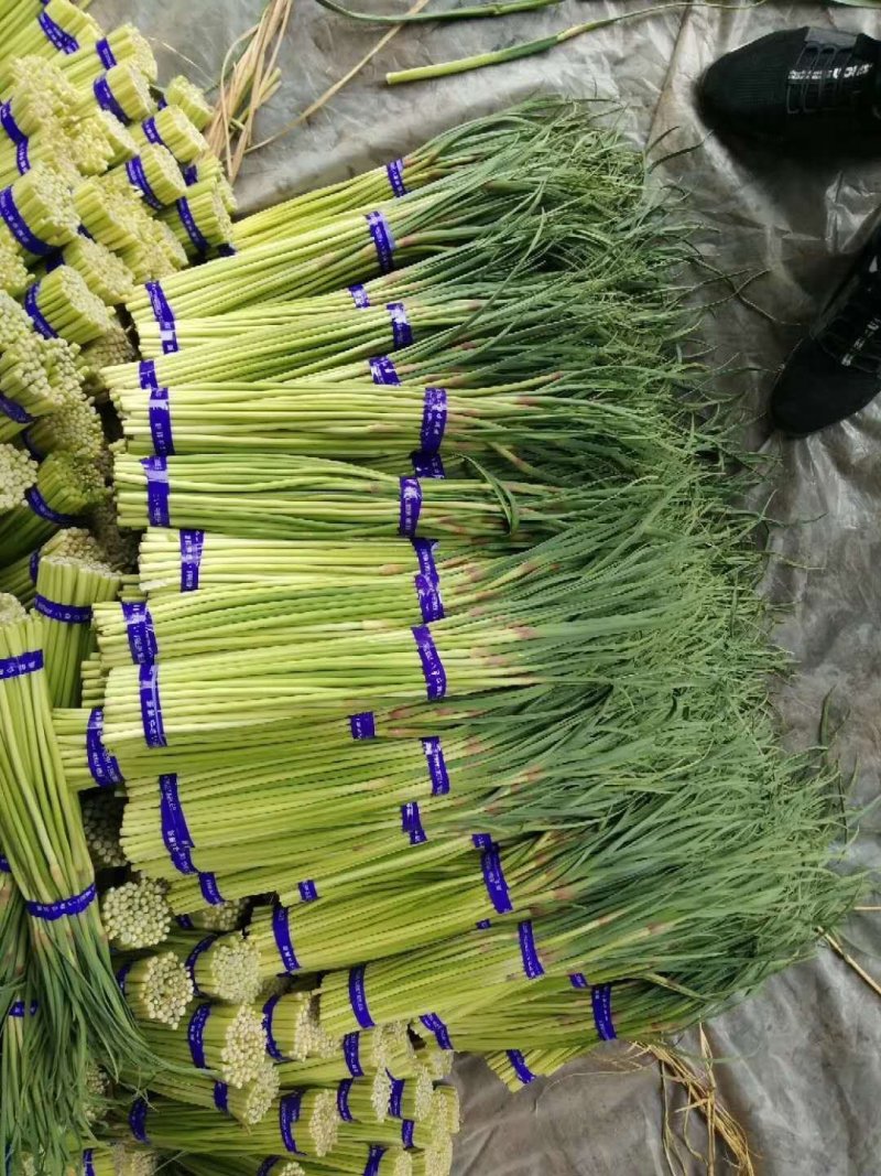 邳州精品小把大把蒜薹邳州精品小把大把蒜薹