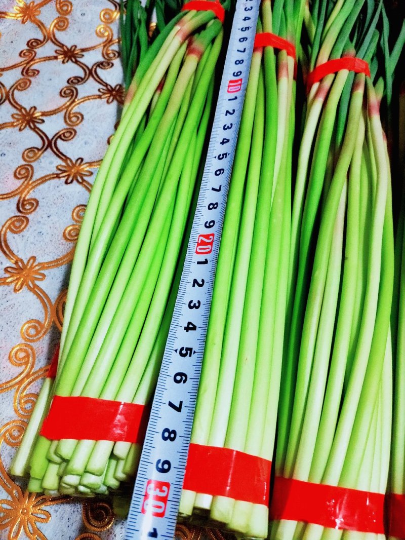 邳州精品小把大把蒜薹邳州精品小把大把蒜薹