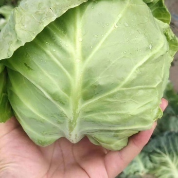 兰州高原夏菜大量上市…