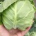 兰州高原夏菜大量上市…