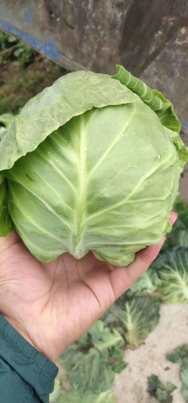 兰州高原夏菜大量上市…
