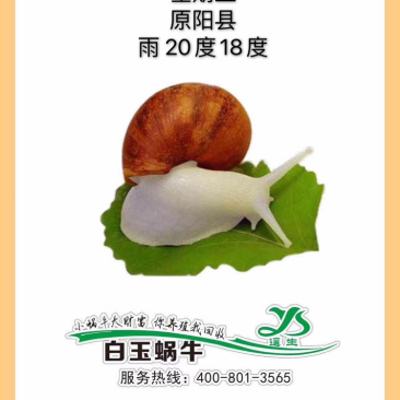 翘俊实业中华白玉蜗牛