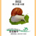 翘俊实业中华白玉蜗牛