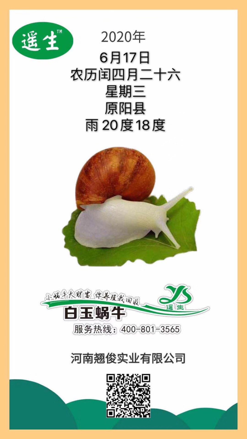 翘俊实业中华白玉蜗牛