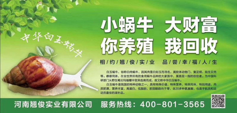 翘俊实业中华白玉蜗牛