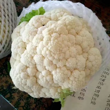 叶菜类