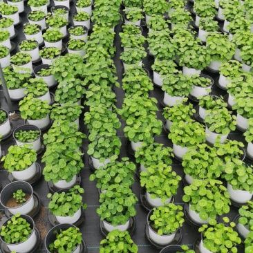铜钱草土培水培植物室内办公室桌面绿色小植物净化空气