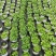 铜钱草土培水培植物室内办公室桌面绿色小植物净化空气