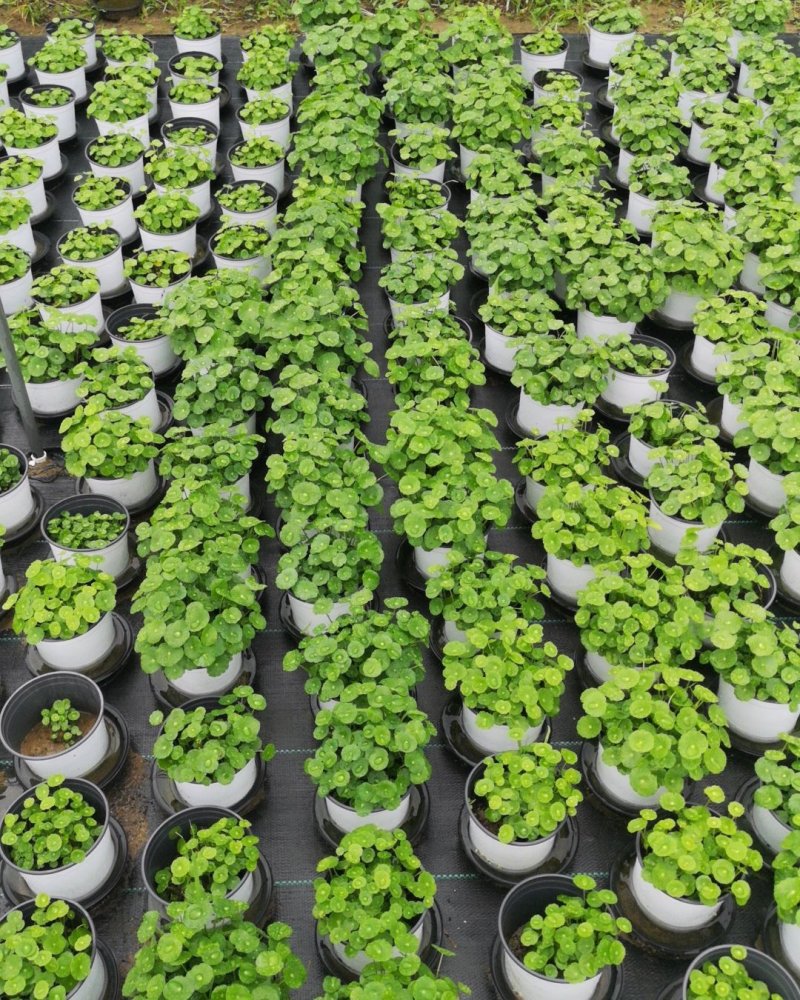 铜钱草土培水培植物室内办公室桌面绿色小植物净化空气
