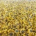 2025年新货,新疆正宗昆仑雪菊开始了!