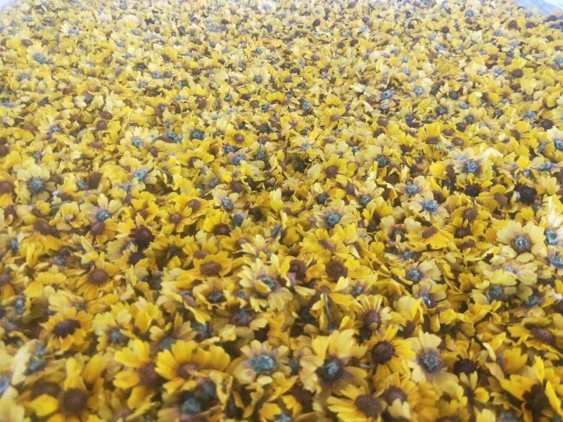 2025年新货，新疆正宗昆仑雪菊开始了！