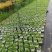 铜钱草土培水培植物室内办公室桌面绿色小植物净化空气