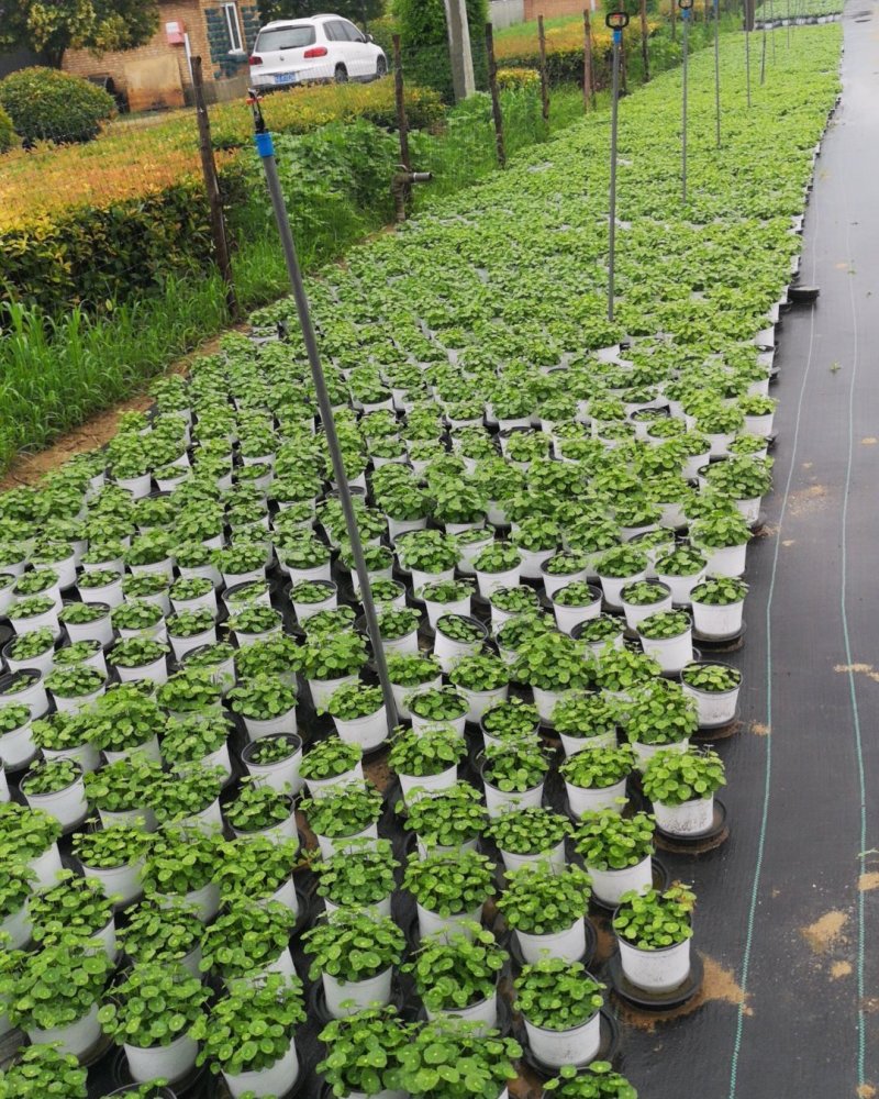 铜钱草土培水培植物室内办公室桌面绿色小植物净化空气