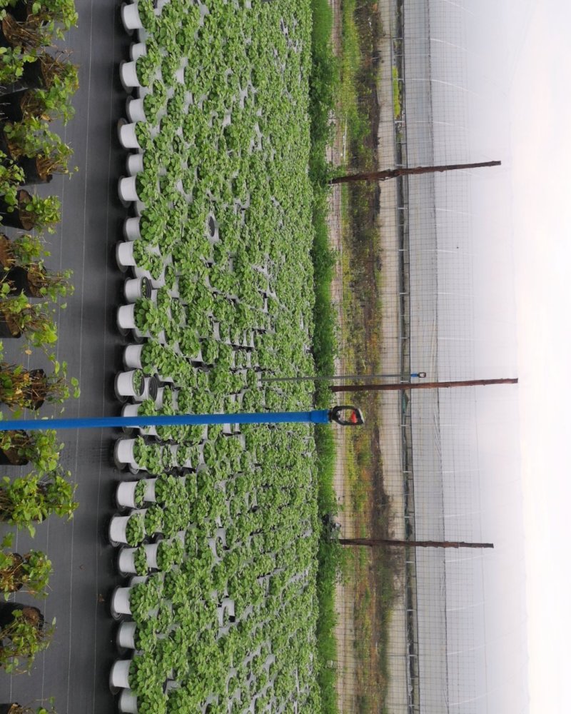 铜钱草土培水培植物室内办公室桌面绿色小植物净化空气