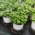 铜钱草土培水培植物室内办公室桌面绿色小植物净化空气
