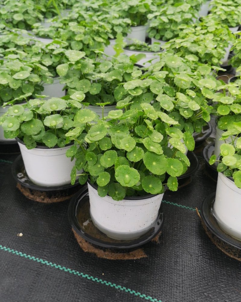 铜钱草土培水培植物室内办公室桌面绿色小植物净化空气