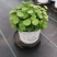 铜钱草土培水培植物室内办公室桌面绿色小植物净化空气