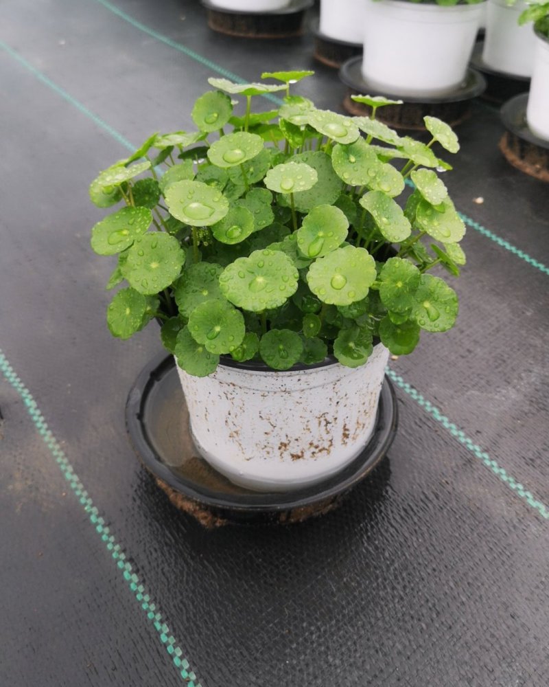 铜钱草土培水培植物室内办公室桌面绿色小植物净化空气