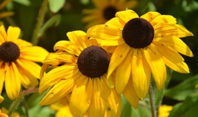 黑心金光菊花种子室外景观绿化花卉种籽多年生观花植物花卉草