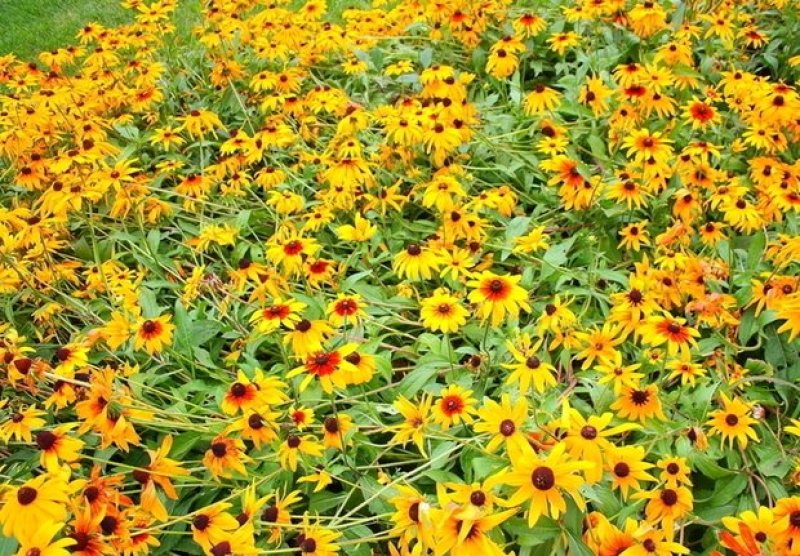 黑心金光菊花种子室外景观绿化花卉种籽多年生观花植物花卉草