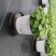 铜钱草土培水培植物室内办公室桌面绿色小植物净化空气