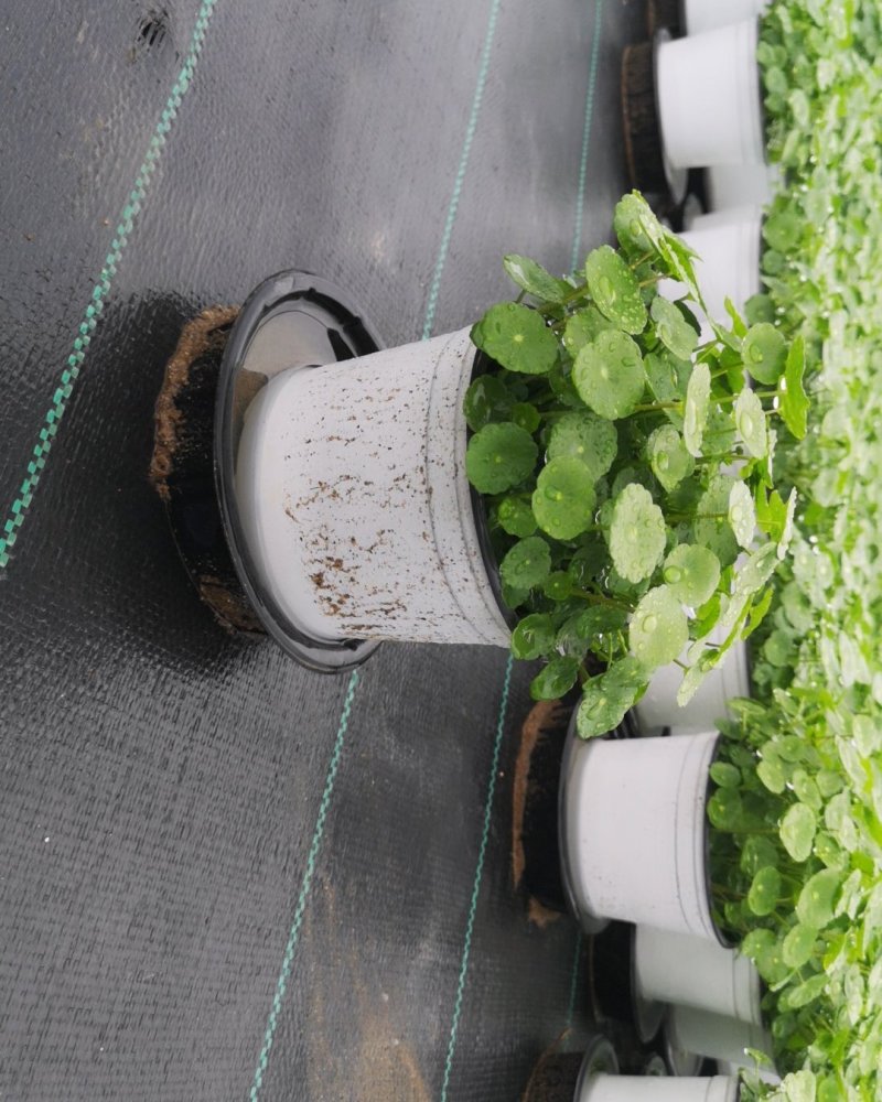 铜钱草土培水培植物室内办公室桌面绿色小植物净化空气