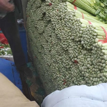 毛芹