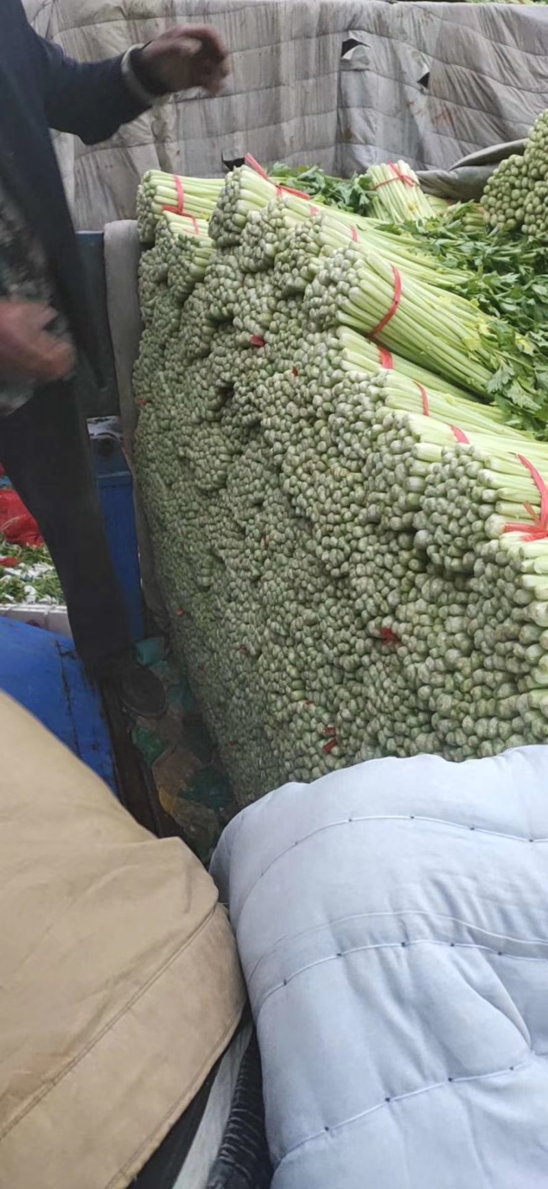 毛芹
