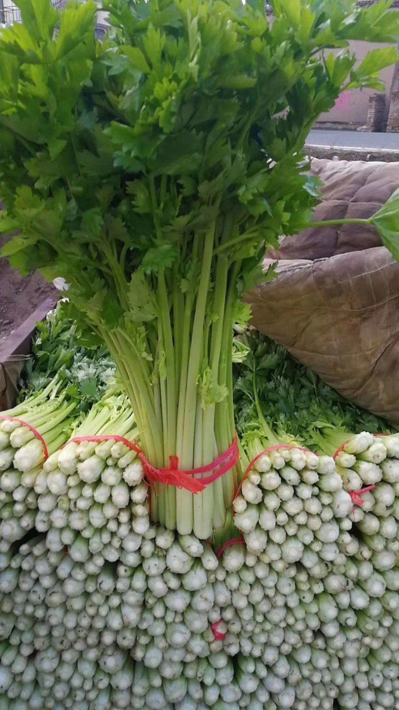 毛芹