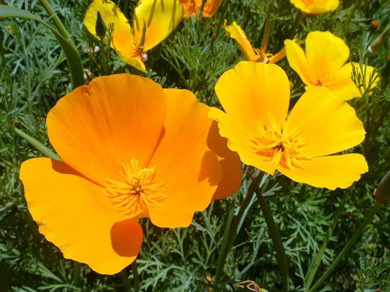 花菱草种子洋丽春花种子春天开花露天花海花种籽子