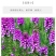 毛地黄种子指顶吊钟花种籽洋地黄耐寒四季易种室内阳台绿植盆